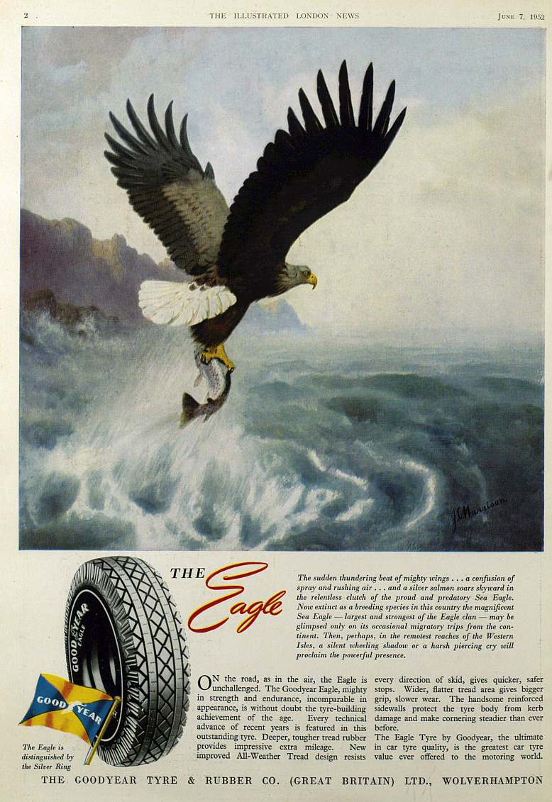 sea eagle